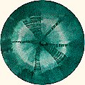 Teal on Teal